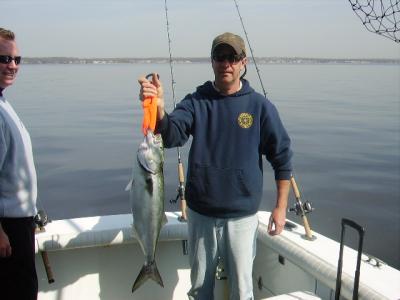 nice bluefish